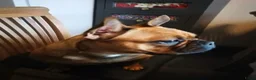 Franse Bulldog honden te koop: Fr bulldog puppy's met stamboom geteste ouders  - Advertentie 1