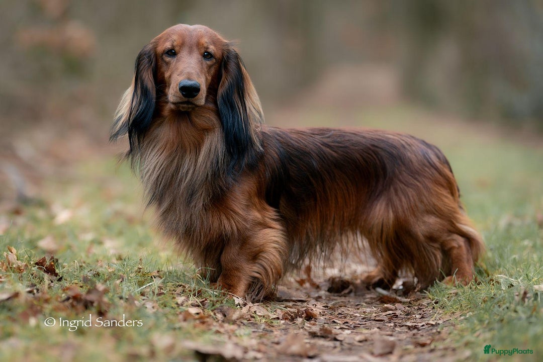 Teckel (langhaar) honden te koop: Eén pup beschikbaar Standaard langhaar teckel pups - Advertentie 18