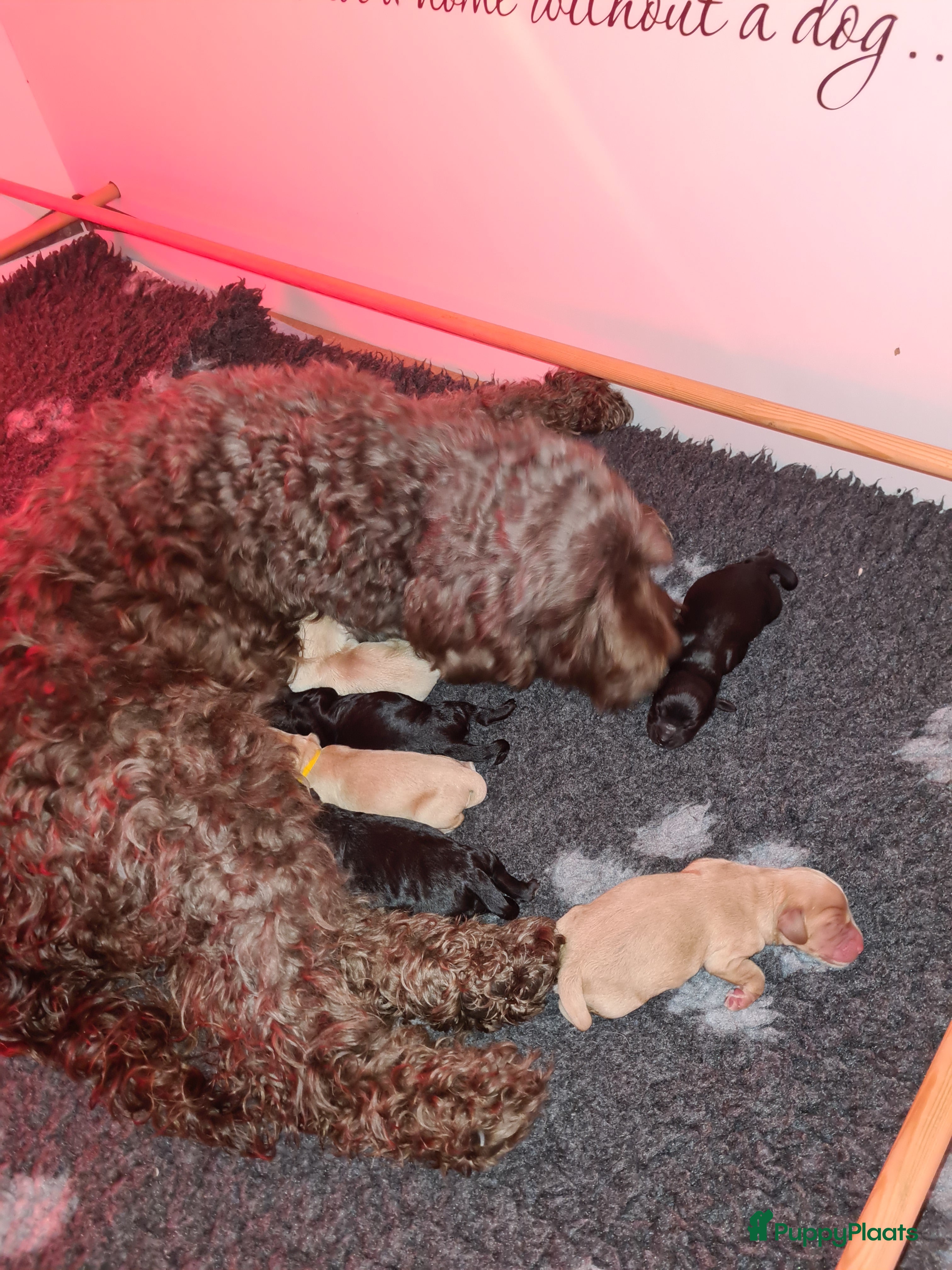 Cockapoo honden Cockapoo pups - Advertentie 2