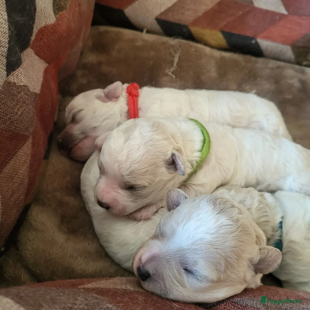 Bichon Frisé honden te koop: Koningshond: Bichon Frisé - Advertentie 3