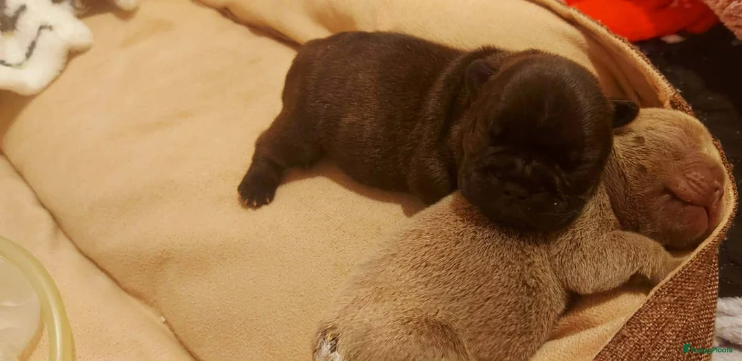 Franse Bulldog honden te koop: Prachtige Franse Bulldog pup met stamboom - Advertentie 6