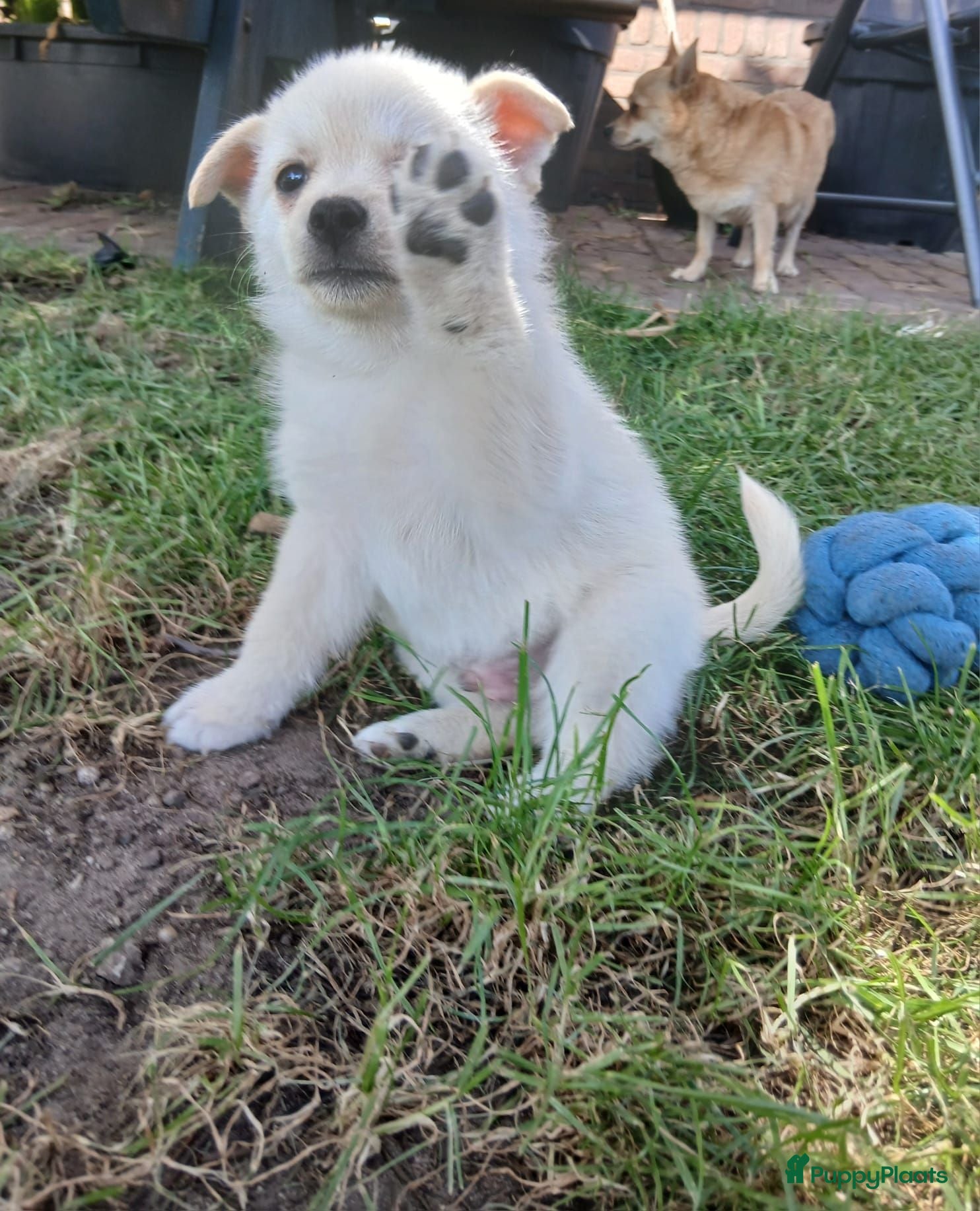 Pomchi honden Lieve pomchis - Advertentie 1