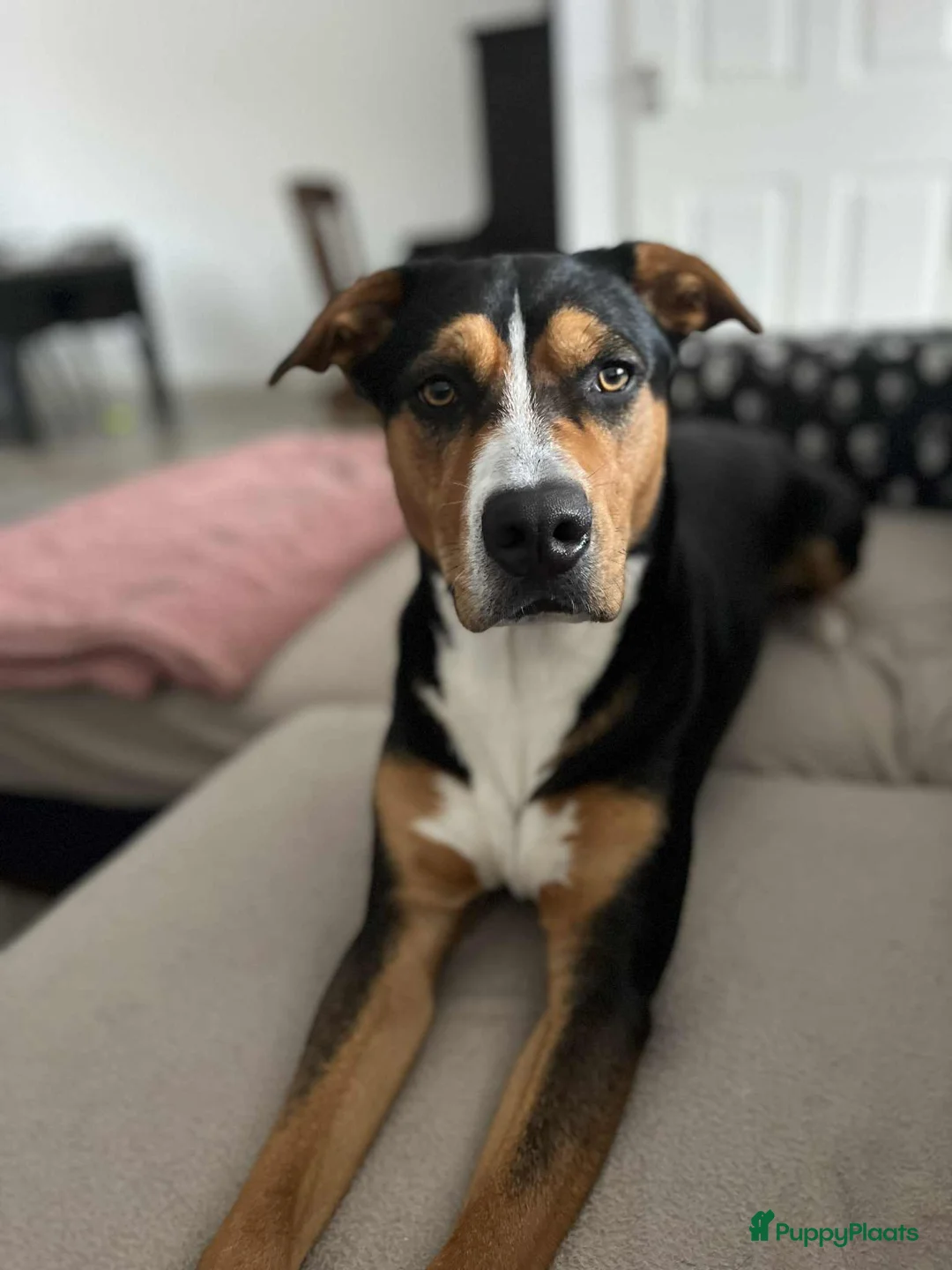 Kruising honden ter dekking: dekreu beschikbaar Appenzeller x Amstaff (2 jaar) - Advertentie 2