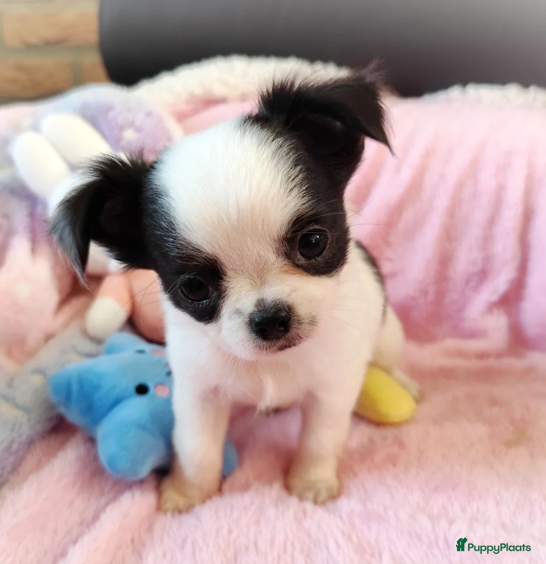 Chihuahua honden te koop: Nog 3 unieke en super schattige chihuahua puppys! - Advertentie 12