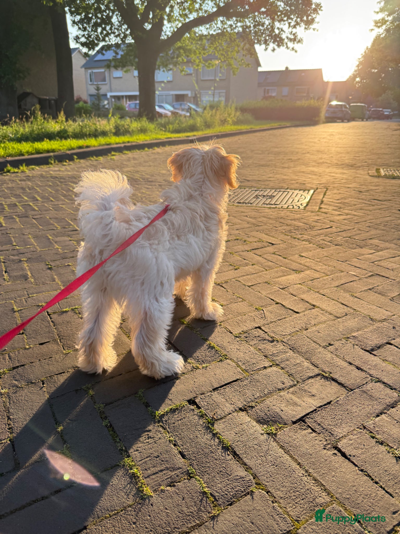 Maltipoo honden Maltipoo reu voor dekking – lief en gezond - Advertentie 1