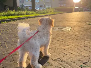Maltipoo honden Maltipoo reu voor dekking – lief en gezond - Advertentie 1