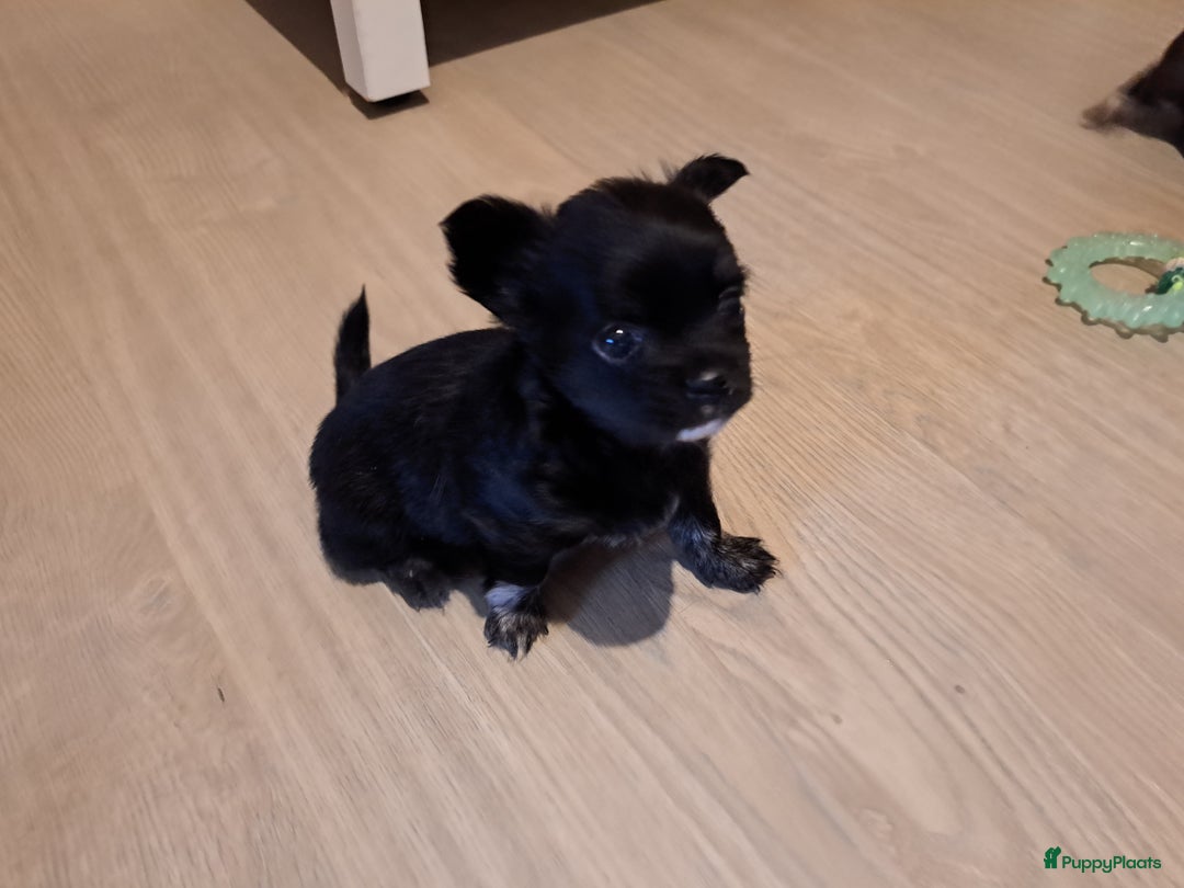 Chihuahua honden te koop: Superleuk nestje chihuahua pupjes van 3 - Advertentie 9