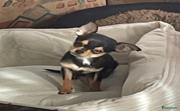 Chihuahua honden - Advertentie 14