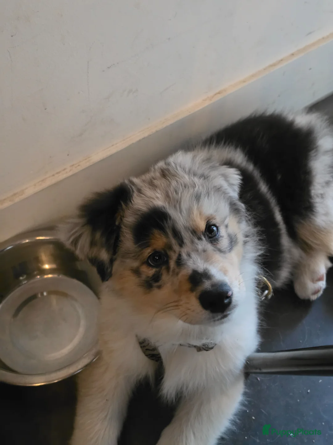 Australian Shepherd honden te koop: 3 prachtige stamboom Aussie reutjes  - Advertentie 2