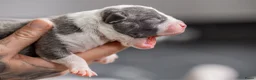Amerikaanse Bully honden te koop: Prachtig nest American Bully pups - Advertentie 10