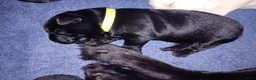 Labrador Retriever honden te koop: Hallo Labrador liefhebber  in Berkhout - Advertentie 13
