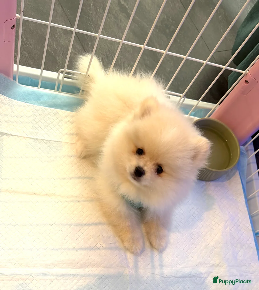 Pomeriaan honden te koop: Mooiste raszuivere pomeranian pomeriaan pups - Advertentie 15