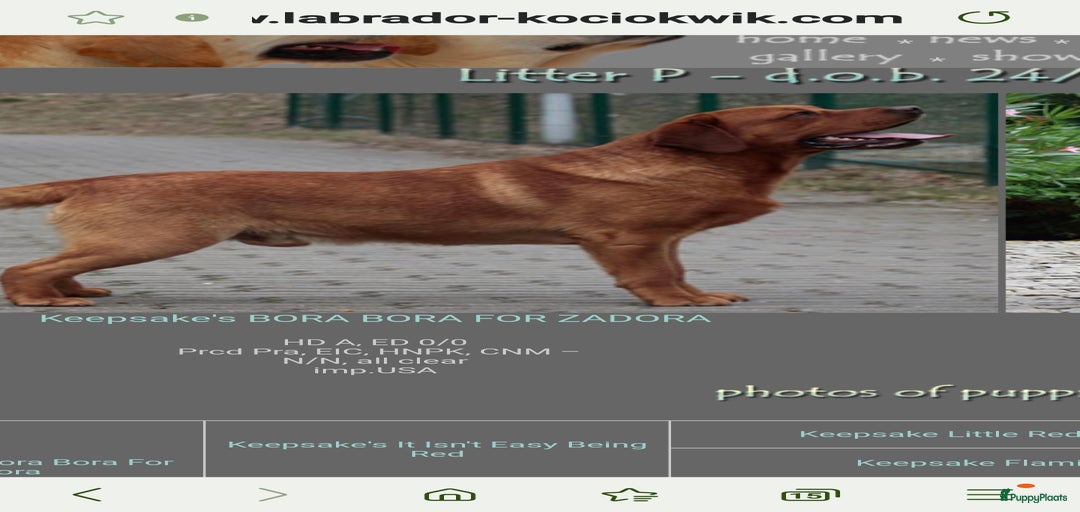 Galerij afbeelding {{count}}