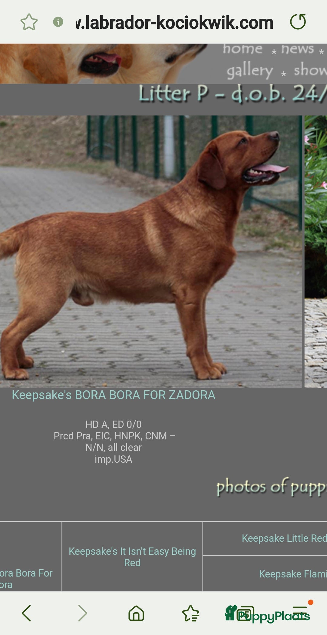 Galerij afbeelding {{count}}