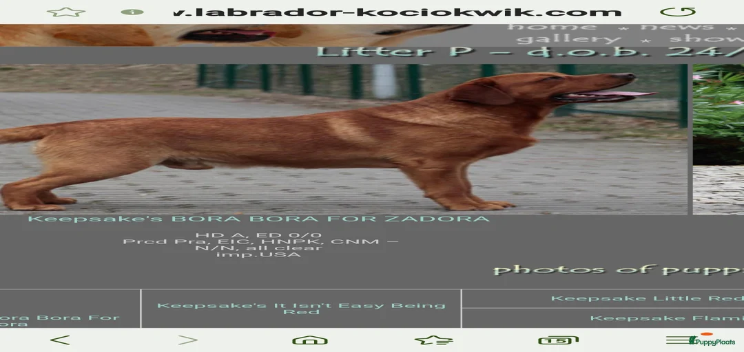 Galerij afbeelding {{count}}