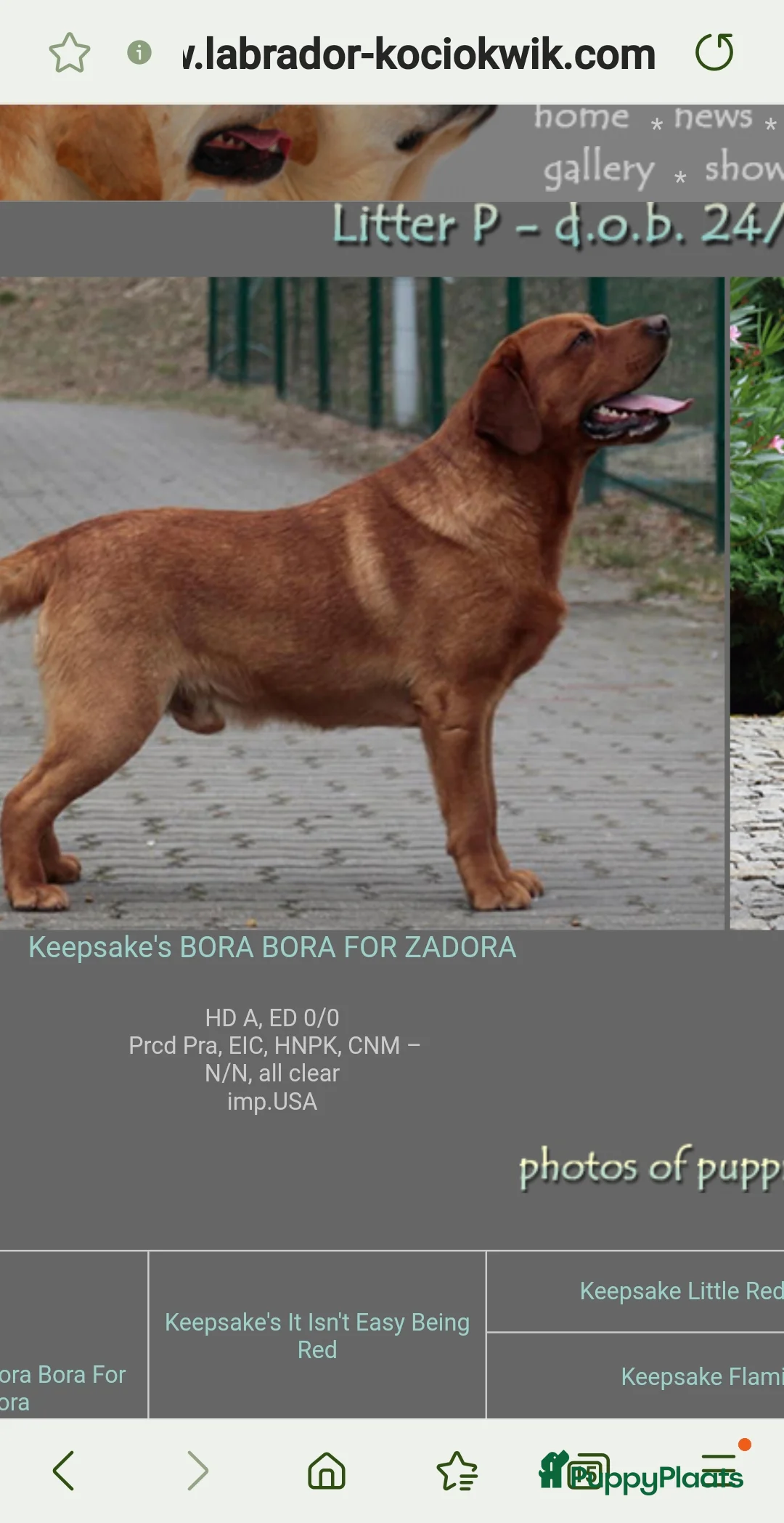 Galerij afbeelding {{count}}