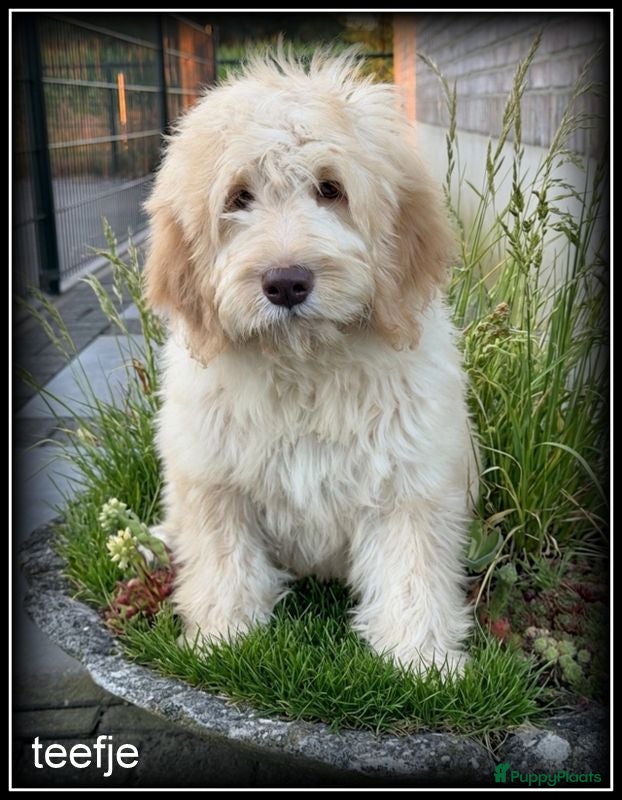 Labradoodle honden Labradoodle f4 pups. Mogen het nest verlaten. - Advertentie 2