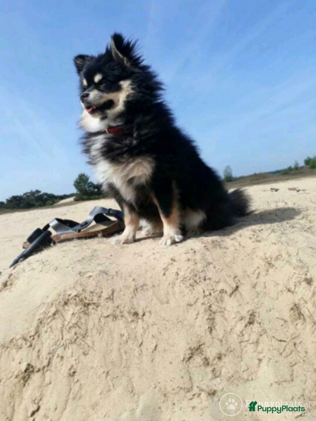 Pomchi honden ter dekking: Pomeriaan/chihuahua Dekreu in Wekerom - Afbeelding 4