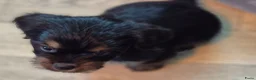 Kruising honden te koop: Prachtige Griffonshires - Advertentie 7