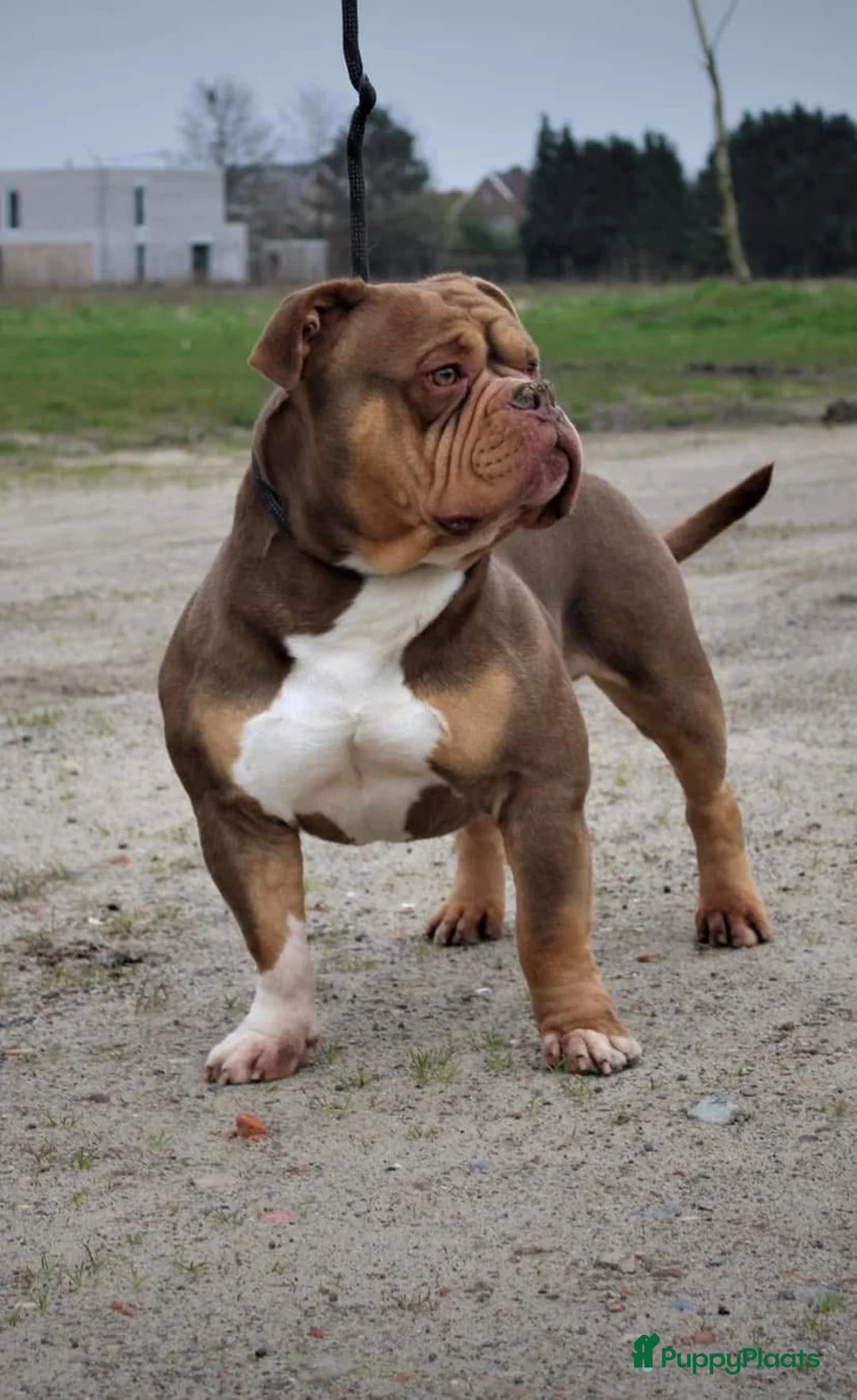 Amerikaanse Bully honden te koop: American Bully pups met ABR stamboom in Veldhoven - Advertentie 22