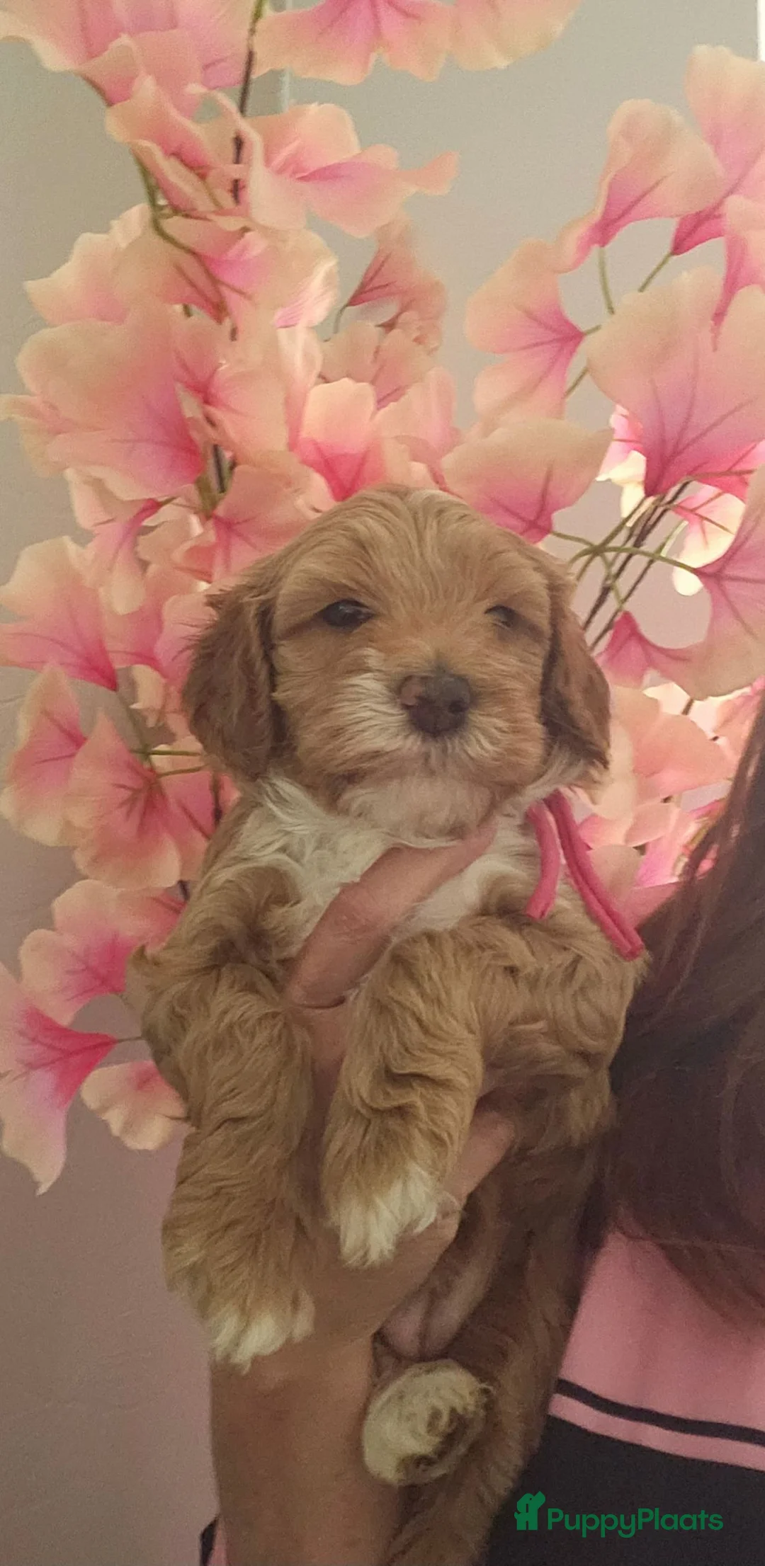 Australian Labradoodle honden te koop: Australian labradoodle pups met Wala stamboom - Advertentie 2