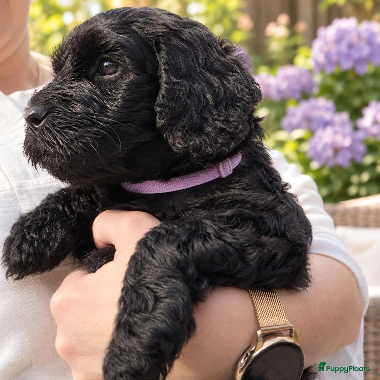 Kruising honden Prachtige Australian Labradoodle alf1 pups  - Advertentie 1