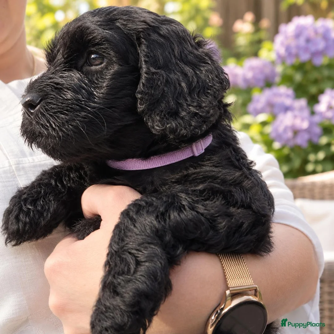 Kruising honden te koop: Prachtige Australian Labradoodle alf1 pups  - Advertentie 1
