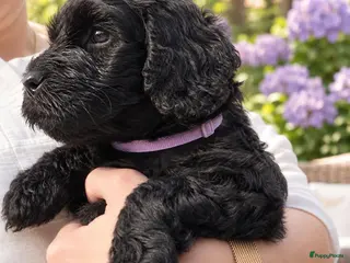 Kruising honden Prachtige Australian Labradoodle alf1 pups - Advertentie 1