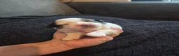 Boomer honden te koop: 5 gezonde puppy's geboren - Advertentie 10