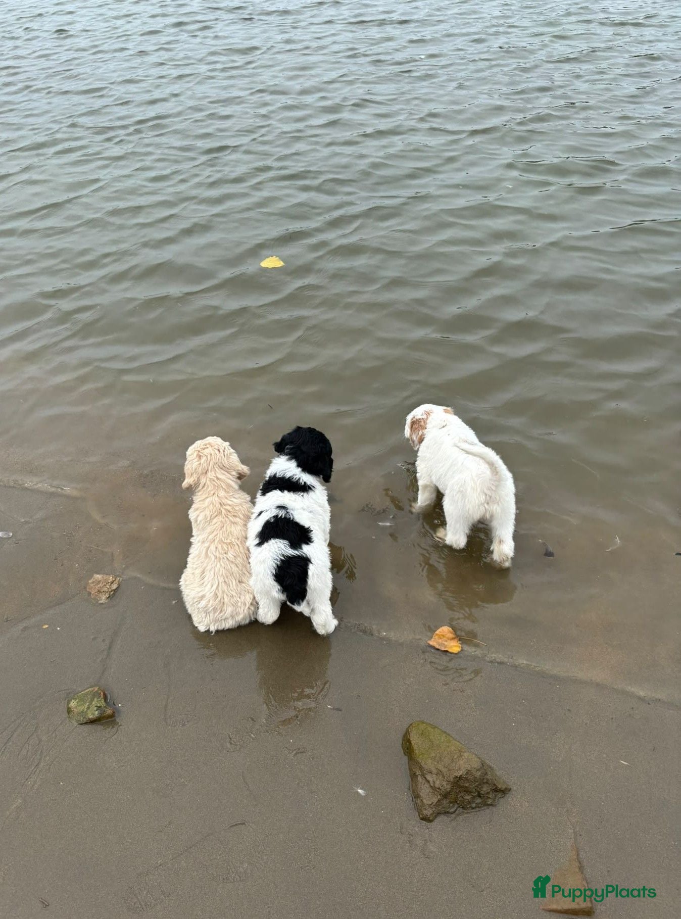 Labradoodle honden Labradoodle / 'Dubbel Doodle' pups geboren! - Advertentie 1