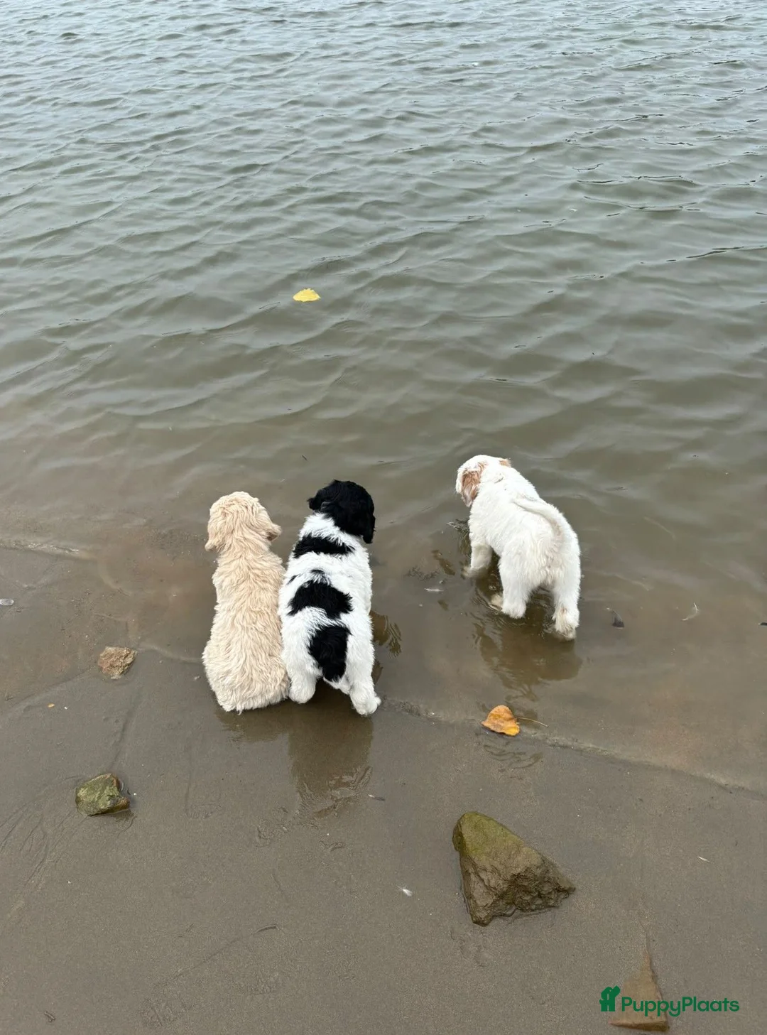 Labradoodle honden te koop: Labradoodle / 'Dubbel Doodle' pups geboren! - Advertentie 1