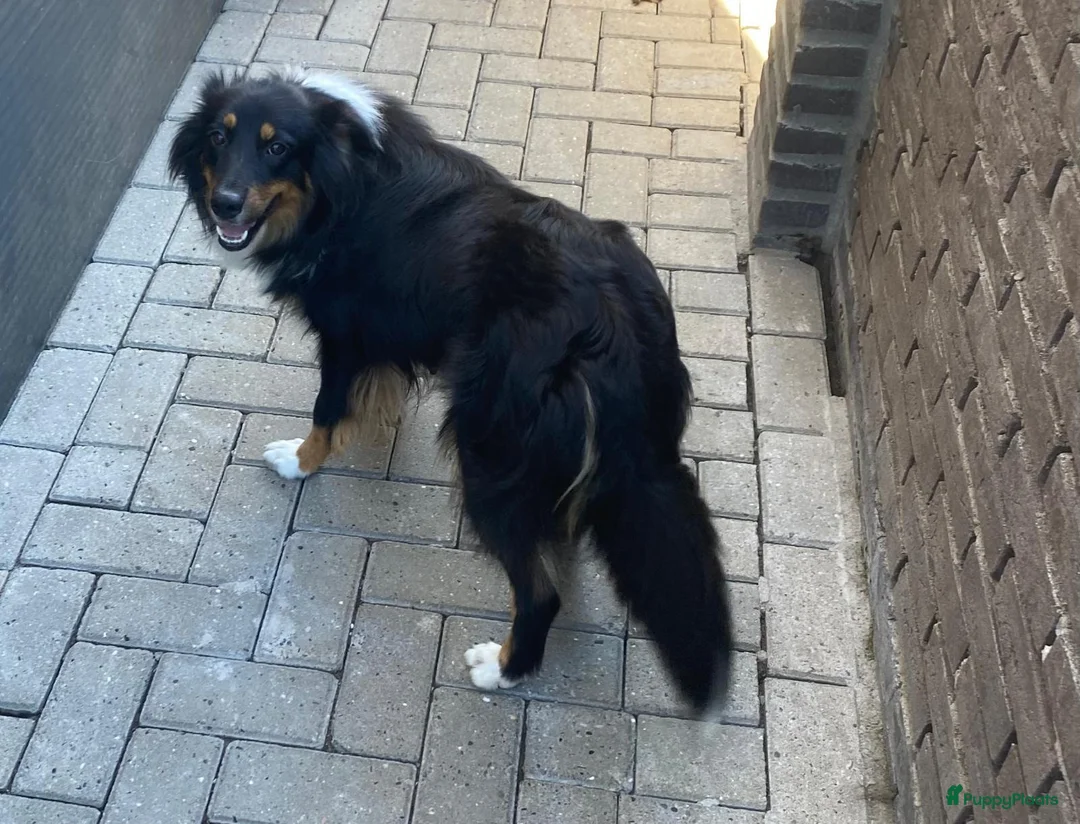 Australian Shepherd honden te koop: Australian shepherd in Eindhoven - Advertentie 7