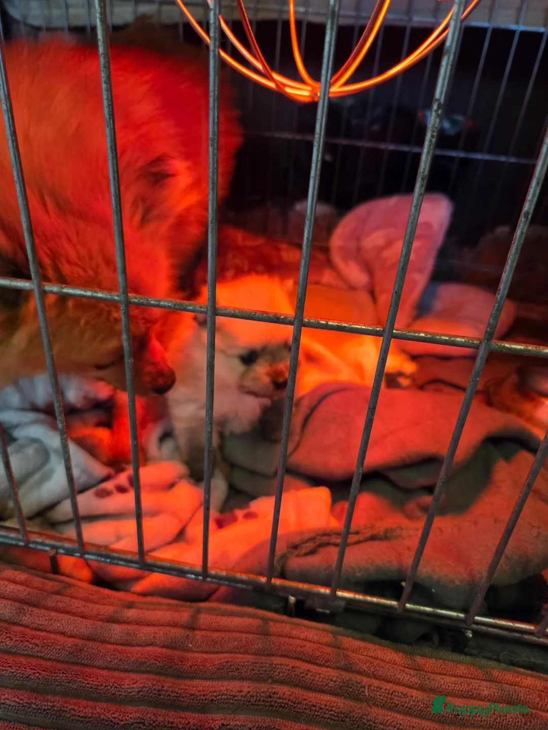 Pomeriaan honden te koop: Mooie pomeriaanpups te koop - Advertentie 11