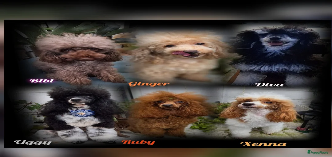 Galerij afbeelding {{count}}