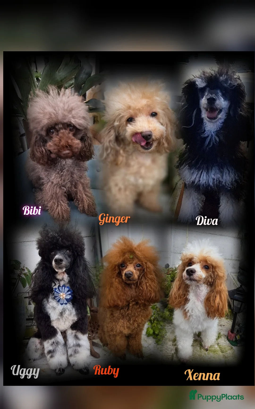 Galerij afbeelding {{count}}