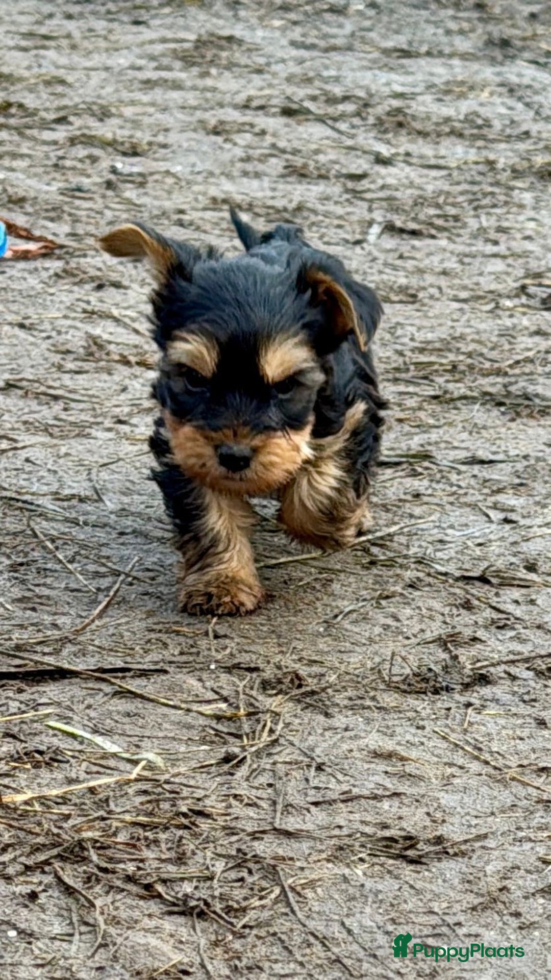 Yorkshire Terriër honden te koop: Yorkshire terriër puppies zoeken goudenmand. - Advertentie 8