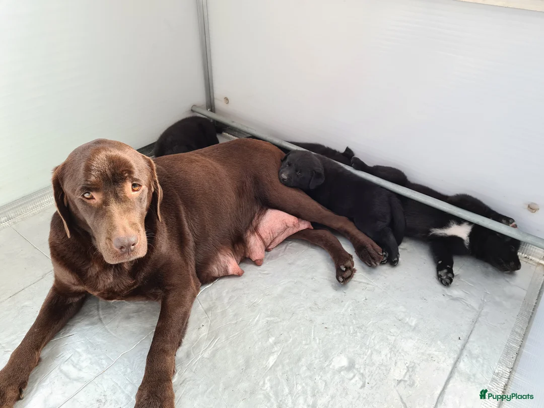 Kruising honden te koop: Unieke Borador pups F1 van Stamboom ouders - Advertentie 2