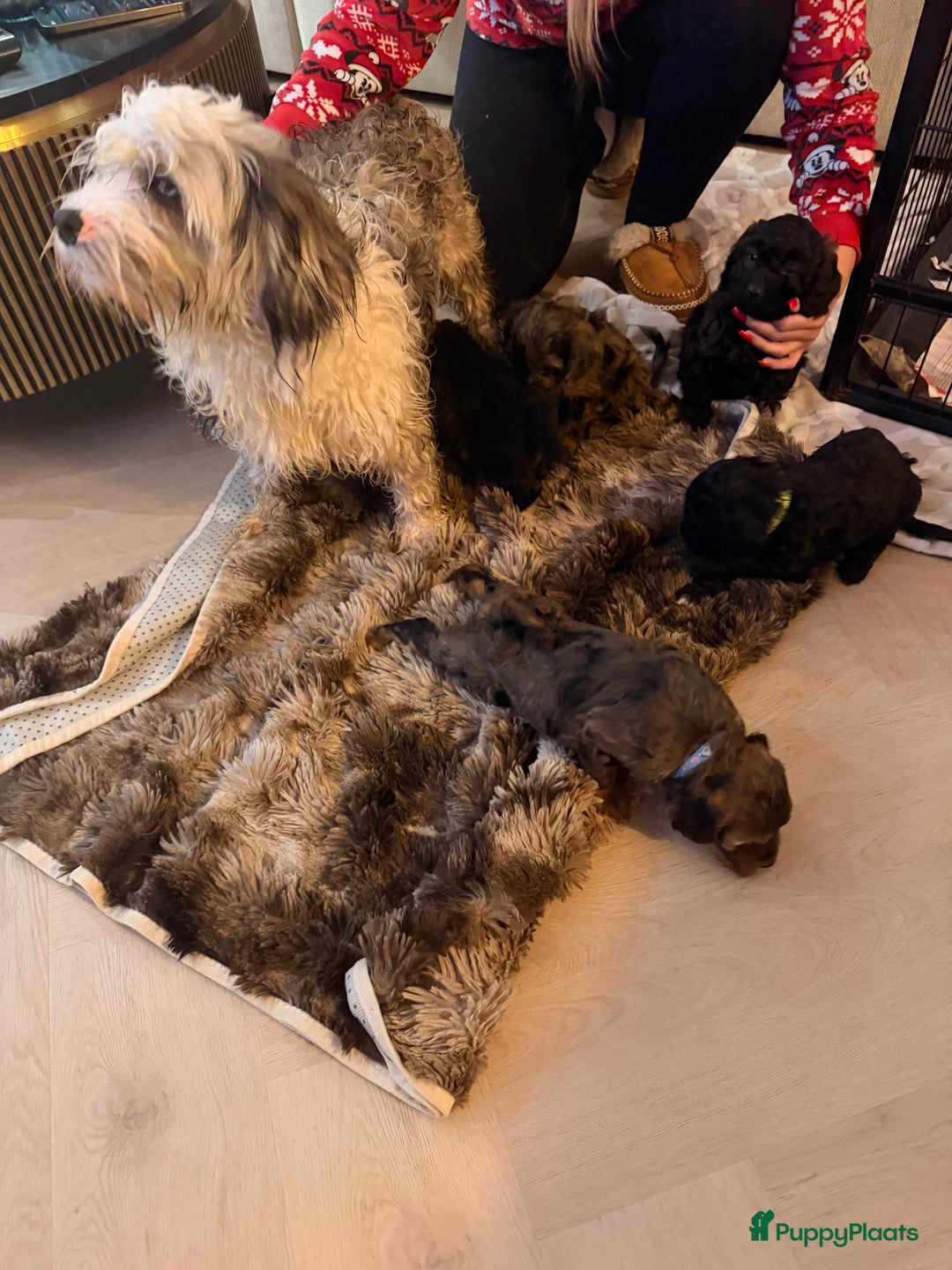 Maltipoo honden te koop: Maltipoo mini pup - Advertentie 2