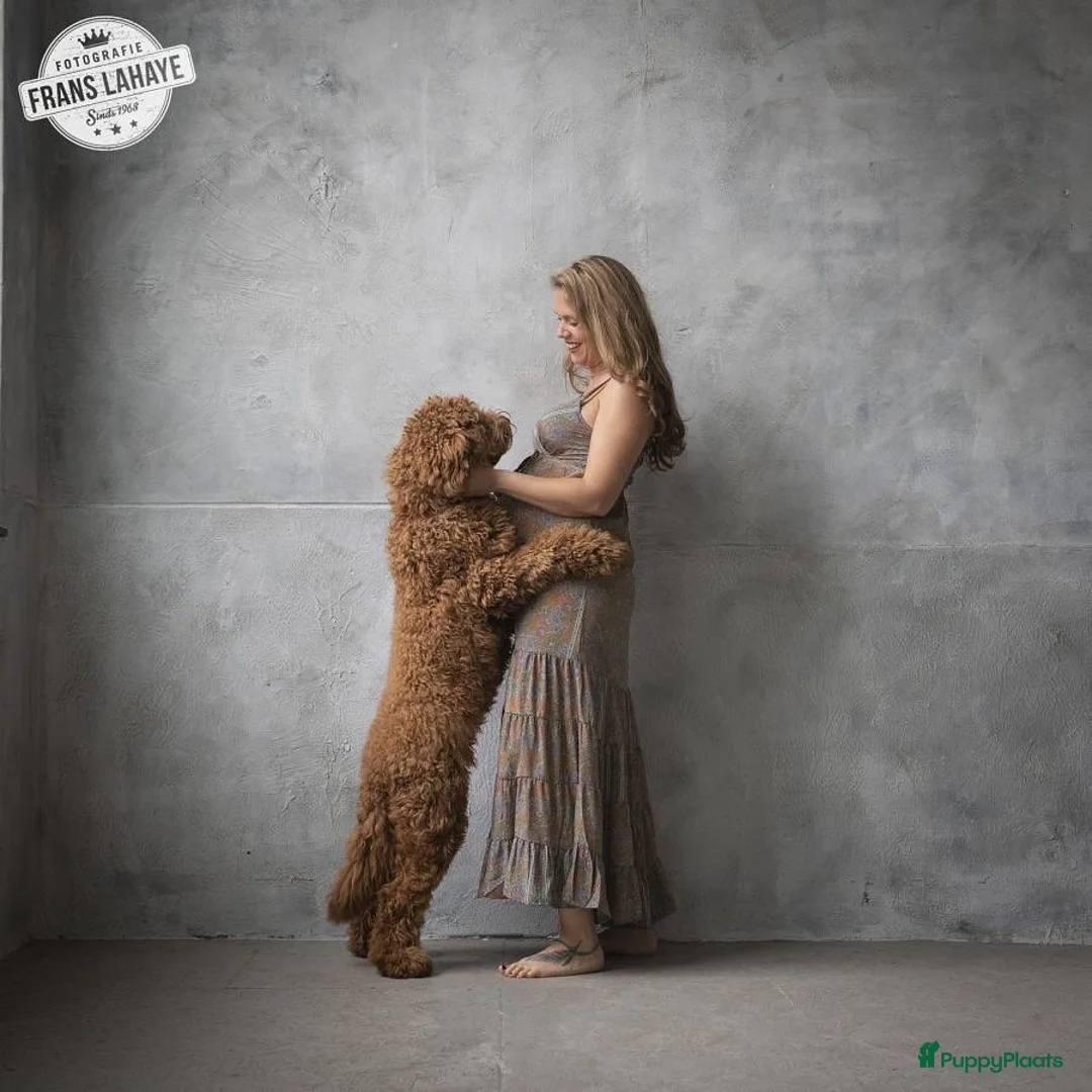 Labradoodle honden ter dekking: KNAPPE HALF AUSTRALIAN LABRADOODLE DEKREU PUK in Breda - Advertentie 3