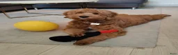 Australian Labradoodle honden te koop: Prachtig nestje Australian Labradoodles  - Advertentie 15