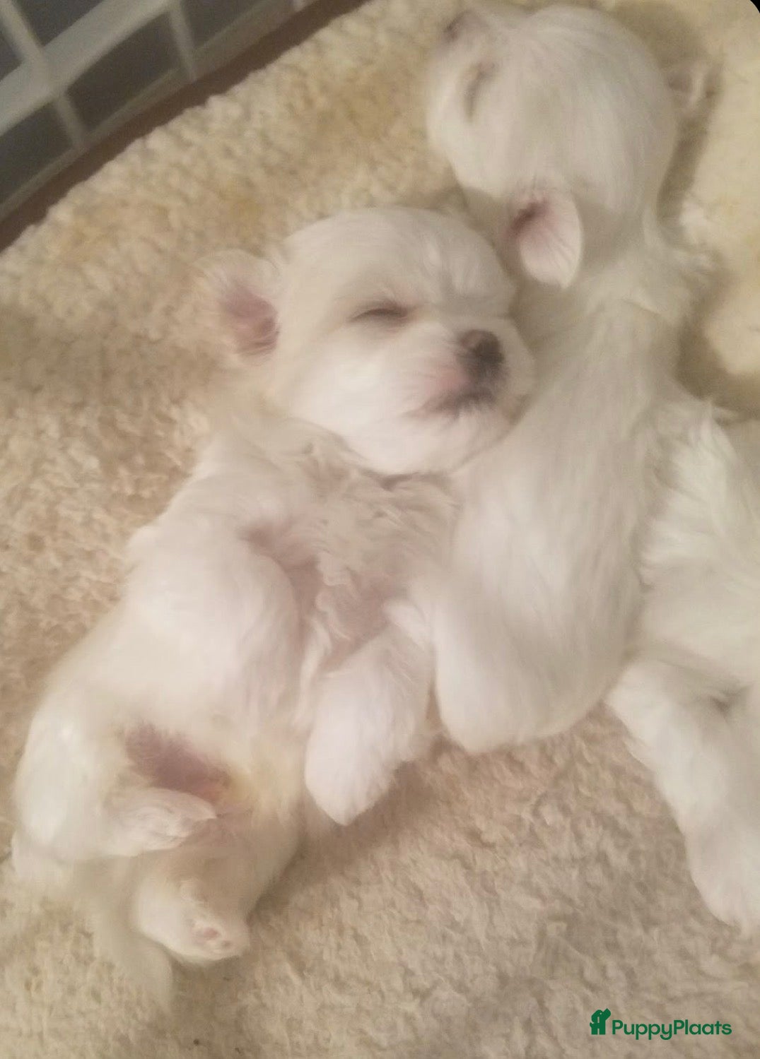 Maltezer honden Mini malzeter  - Advertentie 1