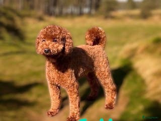 Poedel honden rode dwergpoedel dekreutjes - Advertentie 3