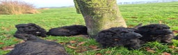 Bouvier des Flandres honden te koop: Raszuivere bouvier pups zonder stamboom. Gitzwart - Advertentie 8