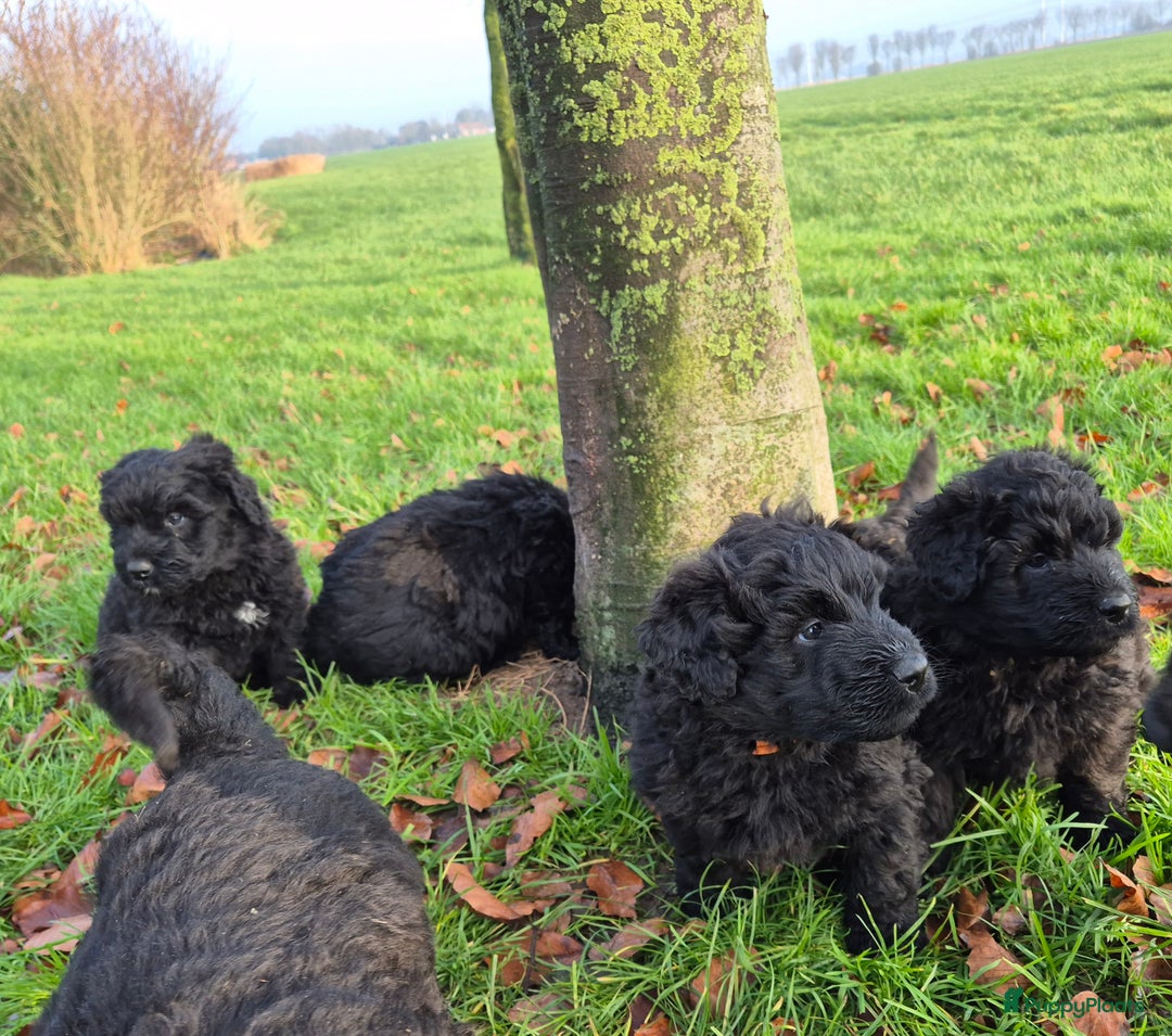 Bouvier des Flandres honden te koop: Raszuivere bouvier pups zonder stamboom. Gitzwart - Advertentie 8