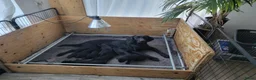 Labrador Retriever honden te koop: STAMBOOM ZWARTE FIELDTRIAL LABRADOR PUPS - Advertentie 24