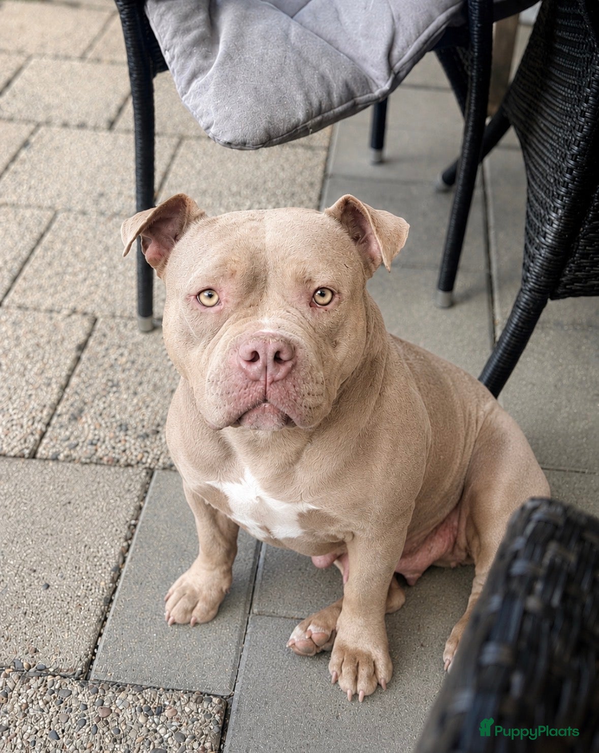 Amerikaanse Bully honden te koop: Amerikaanse pocket bully met stamboom - Advertentie 1