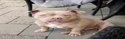 Amerikaanse Bully honden te koop: Amerikaanse pocket bully met stamboom - Advertentie 1