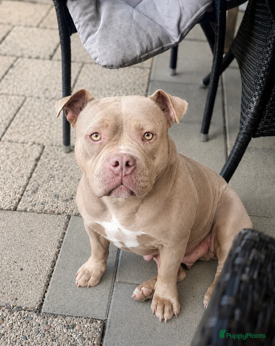 Amerikaanse Bully honden te koop: Amerikaanse pocket bully met stamboom - Advertentie 1