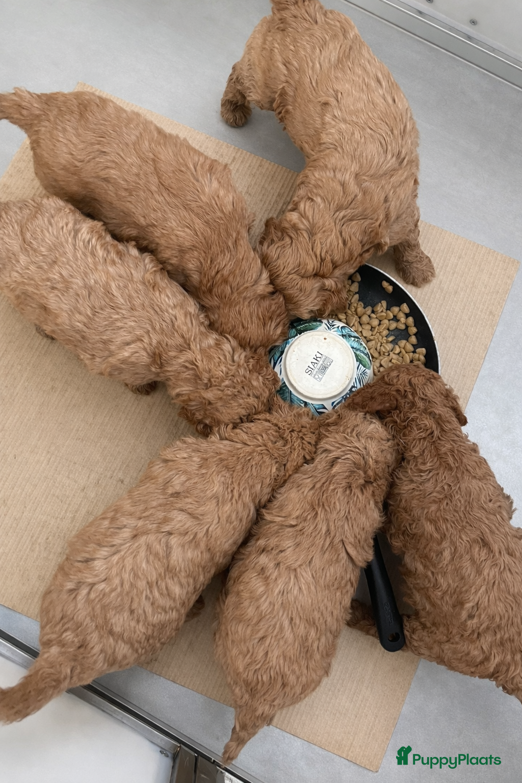 Australian Labradoodle honden Australian Labradoodle Pups  - Advertentie 14