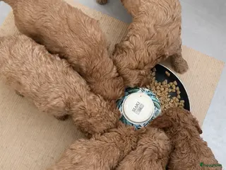 Australian Labradoodle honden Australian Labradoodle Pups - Advertentie 14